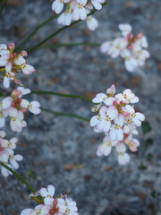 Stylidium junceum