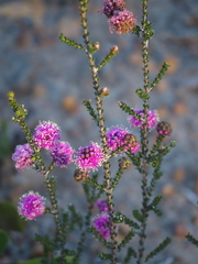 Kunzea recurva