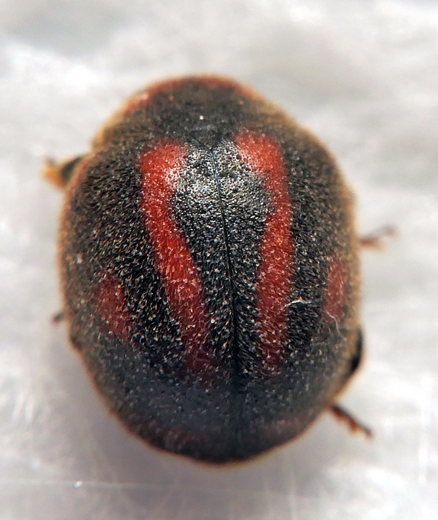 Novius bellus