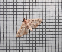 Nacoleia glageropa