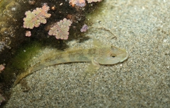 Rhinogobius similis