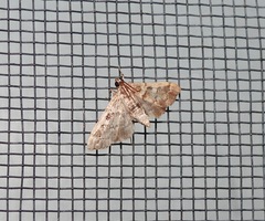 Nacoleia glageropa