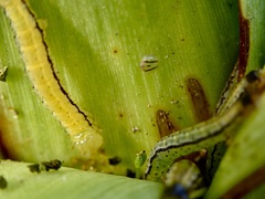 Epiphryne verriculata