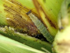 Epiphryne verriculata