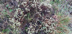 Pimelea concinna