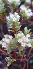Pimelea concinna