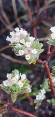 Pimelea concinna