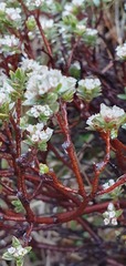 Pimelea concinna