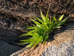 Dichanthelium xanthophysum