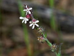 Silene gallica gallica