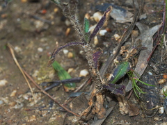 Silene gallica gallica