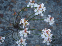 Stylidium junceum