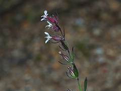 Silene gallica gallica