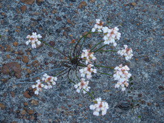 Stylidium junceum