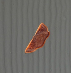 Picromorpha pyrrhopa