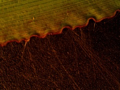 Dichanthelium xanthophysum