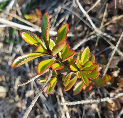 Veronica pentasepala
