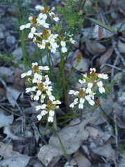 Stylidium junceum