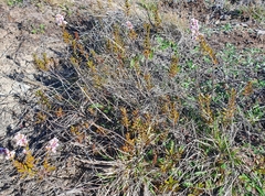 Veronica pentasepala