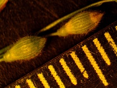 Dichanthelium xanthophysum