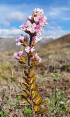 Veronica pentasepala