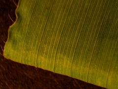 Dichanthelium xanthophysum