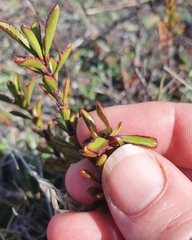 Veronica pentasepala