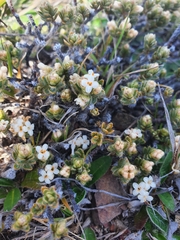 Pimelea sericeovillosa sericeovillosa