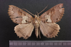 Prionoptera