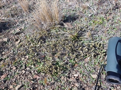 Pimelea sericeovillosa sericeovillosa