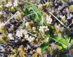 Pimelea sericeovillosa sericeovillosa