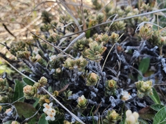 Pimelea sericeovillosa sericeovillosa