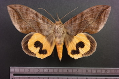 Eudocima serpentifera