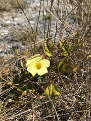 Angadenia berteroi
