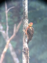 Reinwardtipicus validus