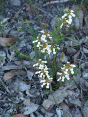 Stylidium junceum