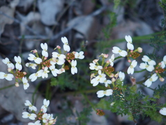 Stylidium junceum