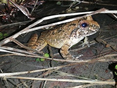 Limnonectes fujianensis