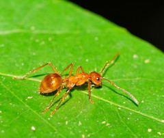 Notoncus spinisquamis