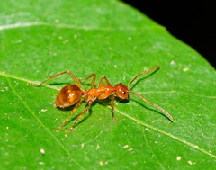 Notoncus spinisquamis