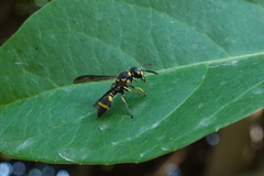 Apodynerus formosensis