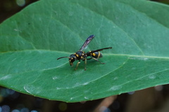 Apodynerus formosensis