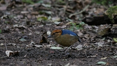 Hydrornis schneideri