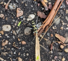 Chlorophorus curtisi