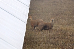 Hydropotes inermis inermis