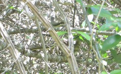Psammophis orientalis