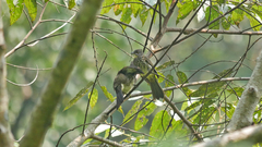 Pycnonotus leucogrammicus