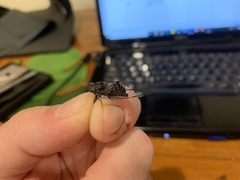 Atrapsalta corticina