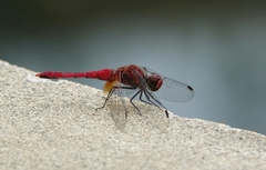 Sympetrum speciosum