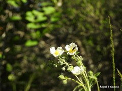 Drymocallis rupestris